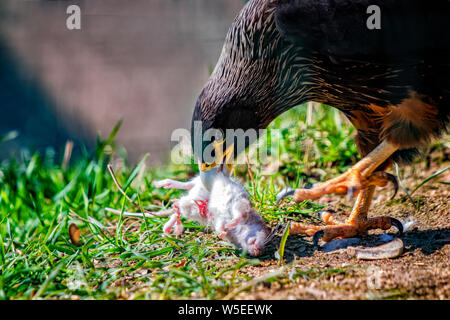 Close up photo of Golden eagle, Aquila chrysaetos. he caught the mouse and eats it. It is wildlife photo of hunting bird. There is green grass in back Stock Photo