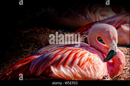 Chilean Flamingo is lying on the ground and resting. It is wildlife photo. Stock Photo