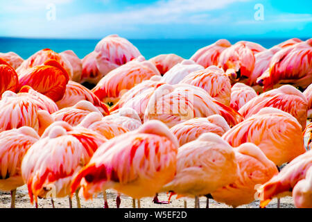 Group of Pink flamingos standing on the beach near sea. The background is blue sky and water of ocean. It is background of tropical paradise. Stock Photo