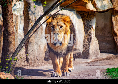 Close up photo of Barbary lion. He is going. The background is a rock. It is African lion. The Barbary lion was a Panthera leo population in North Stock Photo