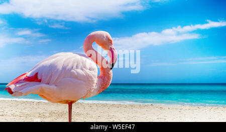 Close up photo of flamingo standing on the beach. There is clear sea and blue sky in the background. It is situated in Cuba, Caribbean. It is tropical Stock Photo