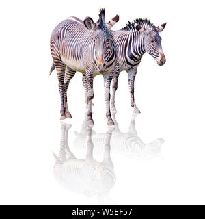 Close up photo of pair Chapman's zebras isolated on the white background, equus quagga chapmani. Their shadow reflects there. It is subspecies of the Stock Photo
