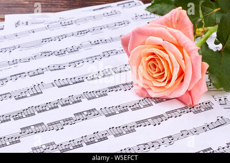 Pink rose on musical notes sheets. Stock Photo