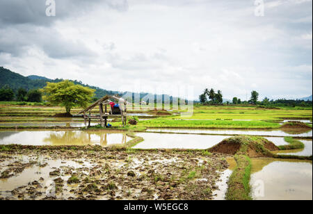 Farmer working plow farmland walking Tractor on rice field prepared for cultivation agricultural asian / Rice field planting in rainy season Stock Photo