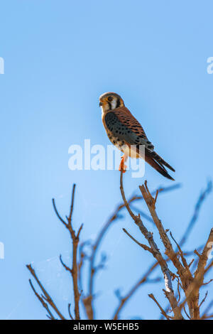 Male American kestrel (Falco sparverius) in Flamingo Campground. Everglades National Park. Florida. USA Stock Photo