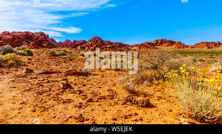 The bright red Aztec sandstone rock formations in the Valley of Fire State Park in Nevada, USA Stock Photo