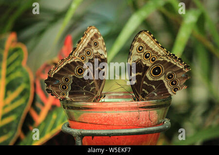 Pair of blue morpho butterflies  (Morpho didius) Stock Photo