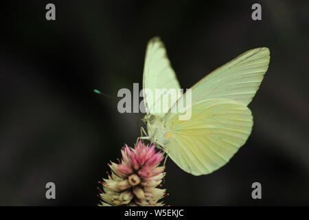 Clouded sulphur butterfly - Colias philodice Godart - feeding on wildflower Stock Photo