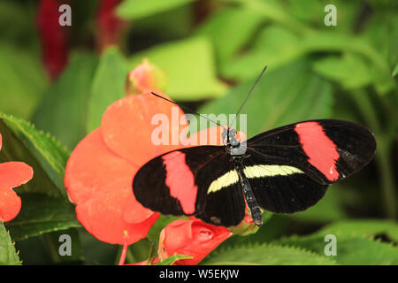Heliconius melpomene, the postman butterfly feeding on a wildflower Stock Photo