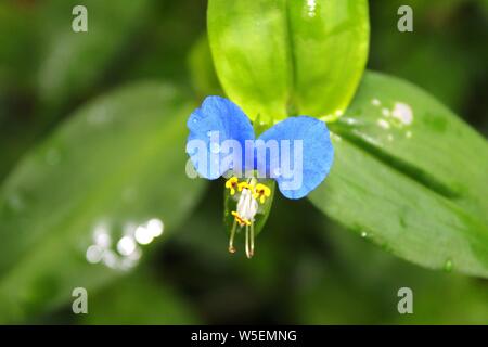 Close Up Of A Blue Asiatic Day Flower Stock Photo