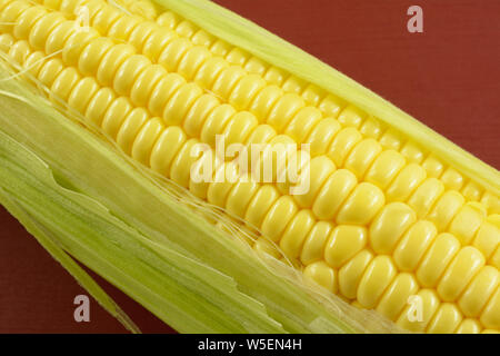 Close up of fresh raw yellow corn on cob with leaves and plant silk on red background Stock Photo