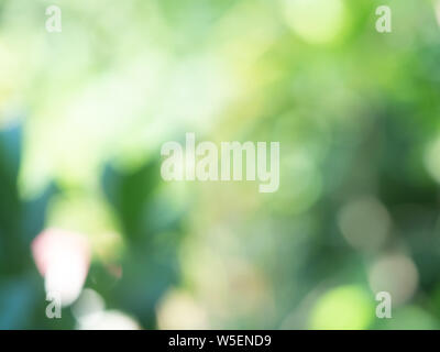Defocused, abstract and blurred background. Green bokeh Stock Photo