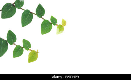 Climbing plants on white background, Climbing fig, Ivy.Climbing tree on wall.Isolated on white. Vibrant green leaves close-up Stock Photo