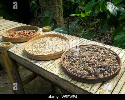 trays of raw coffee beans on a table at a coffee shop in bali Stock Photo