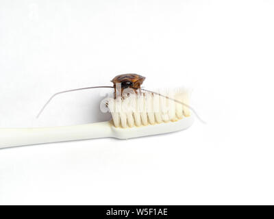 Cockroach Toothbrush Cockroaches on toothbrush isolated on white background Stock Photo - Alamy