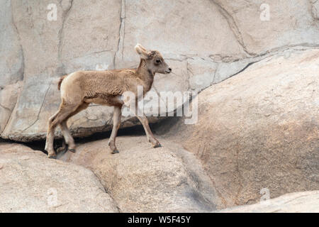 Young big horn sheep climbing on rocks outdoors Stock Photo