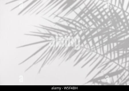 Gray shadow of natural palm leaves on a white concrete textured wall with roughness and irregularities. Abstract neutral nature tropical concept backg Stock Photo