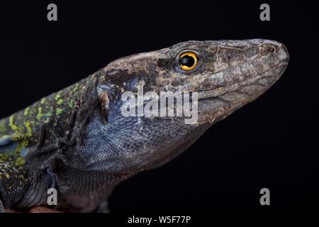 Northern Tenerife lizard (Gallotia galloti eisentrauti) Stock Photo