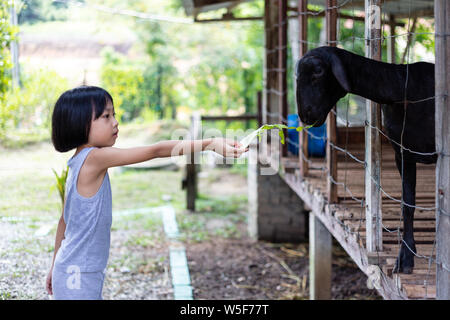 Asian Little Chinese Girl Feeding goat in the Outdoor Farm Stock Photo