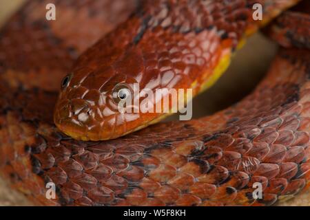 Brown-banded water snake (Helicops angulatus) Stock Photo