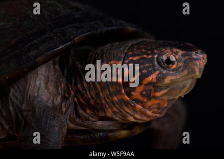 Red Cheeked Mud Turtle (Kinosternon scorpioides cruentatum Stock Photo ...