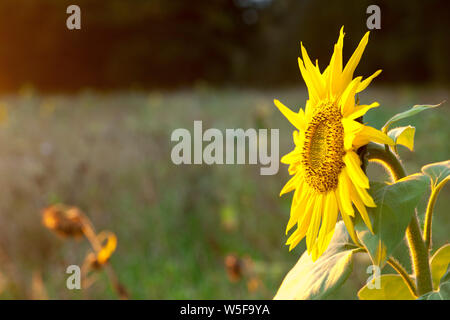 Close-up of a sunflower (lat: Helianthus annuus) with sidelight on a field in northern Germany. Stock Photo
