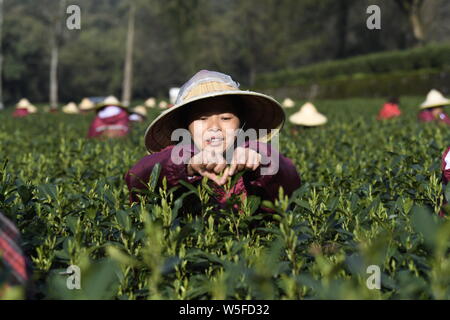 Chinese workers pick up Longjing tea leaves at a tea garden in Meijiawu Village of Hangzhou city, east China's Zhejiang province, 23 March 2019.   Pho Stock Photo