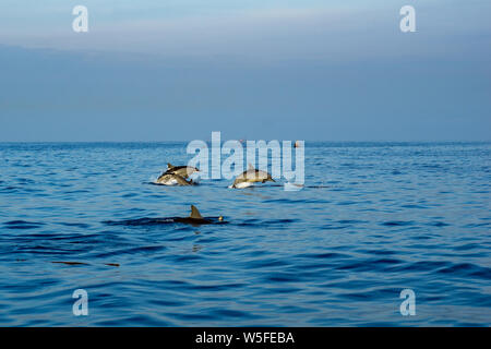 Morning view over jumping dolphin in Bali, Indonesia. Stock Photo