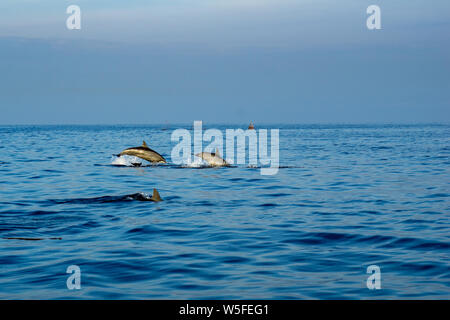 Morning view over jumping dolphin in Bali, Indonesia. Stock Photo