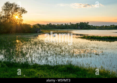 Italy, Friuli, Isonzo Estuary Regional Park, Isola della Cona Bird Sanctuary, wetland Stock Photo