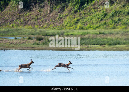 Italy, Friuli, Isonzo Estuary Regional Park, Isola della Cona Bird Sanctuary, wetland; European roe deer (Capreolus capreolus) Stock Photo