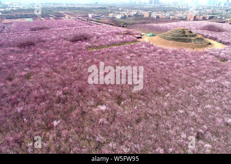 Landscape of the 200,000-square-meter garden of peach flowers in full blossom in Chang'an district, Xi'an city, northwest China's Shaanxi province, 11 Stock Photo