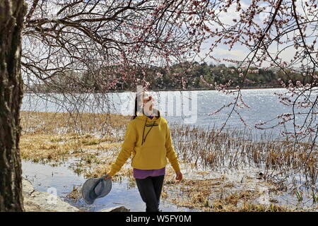 Scenery of the blossoms near Kunming Lake in the Summer Palace, also known as Yiheyuan, in Beijing, China, 14 March 2019. Stock Photo