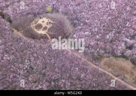 Landscape of the 200,000-square-meter garden of peach flowers in full blossom in Chang'an district, Xi'an city, northwest China's Shaanxi province, 19 Stock Photo
