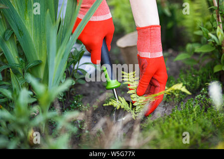 A female gardener in red gloves is carefully extract a sprout of fern from soil for transplanting. Stock Photo
