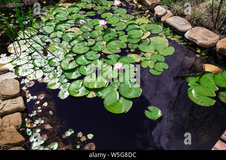 Small water lily pond in the garden. Stock Photo