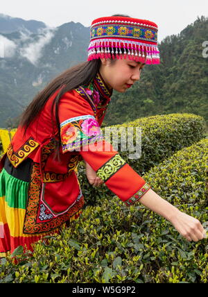 A Chinese worker picks tea leaves at a tea plantation in Enshi city, central China's Hubei province, 24 March 2019. Stock Photo