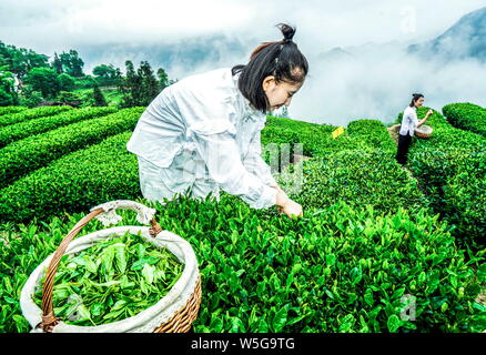 --FILE--Chinese workers pick tea leaves at a tea plantation in Enshi city, central China's Hubei province, 18 May 2018. Stock Photo