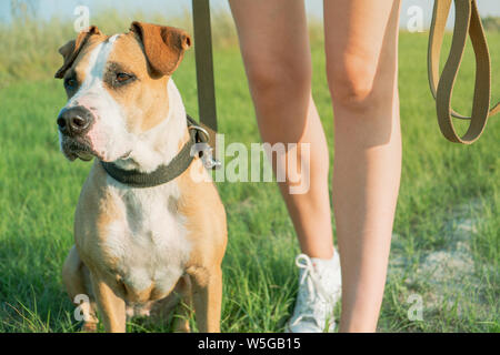 Obedient dog sits by the owner at walk. Staffordshire terrier and a female person at a field or park Stock Photo