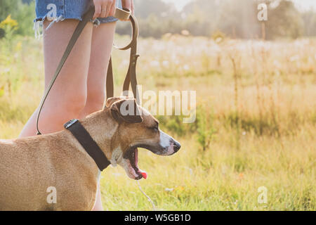 Bored dog at walk in the field. Young woman in shorts walks a staffordshire terrier on a leash in nature Stock Photo