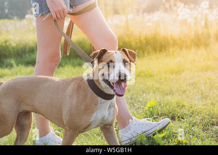 A happy and healthy dog walking at the field. Young woman in shorts walks a staffordshire terrier on a leash in nature Stock Photo