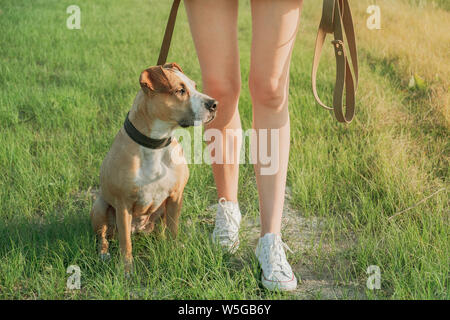 Obedient dog sits by the owner at walk. Staffordshire terrier and a female person at a field or park Stock Photo
