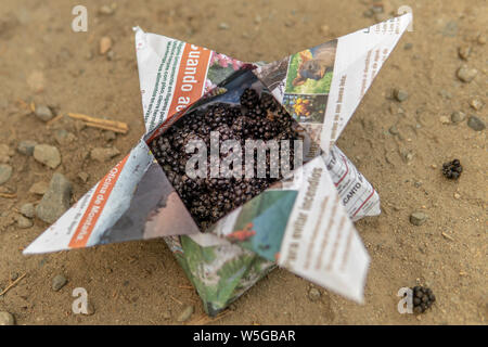 Blackberries in oragami paper box in El Bolson Argentina Stock Photo