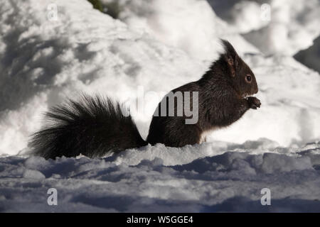 Red squirrel, Sciurus vulgaris Stock Photo