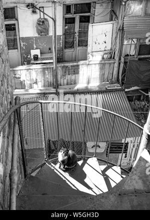 A cat on spiral, winding staircase, Tbilisi, the georgian capital - vintage architecture of the old town. Stock Photo