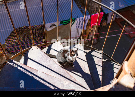 A cat on spiral, winding staircase, Tbilisi, the georgian capital - vintage architecture of the old town. Stock Photo