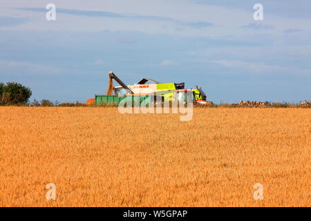 Across the uncut field of wheat the combine harvester unloads its precious haul of wheat into a waiting tractor trailer removal to the grain store. Stock Photo