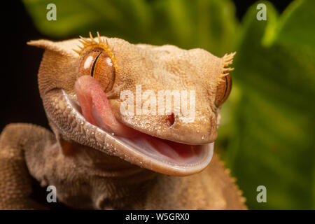 New Caledonian Giant Gecko, Rhacodactylus leachianus ssp, Stock Photo
