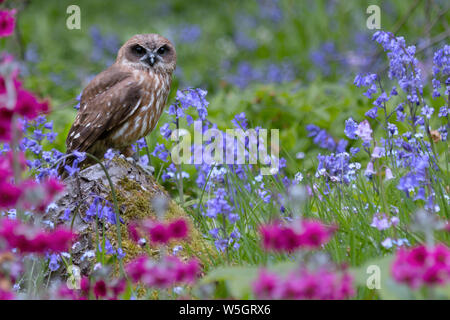 a little owl (Athene noctua) sat amongst bluebells Stock Photo