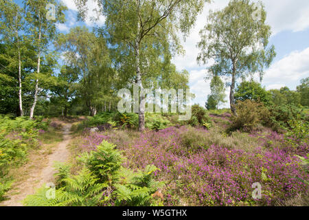 Iping and Stedham Commons, Midhurst, Sussex. August. Bell heather, Erica cinerea, Ling, Calluna vulgaris, Silver Birch, Betula pendula, Stock Photo